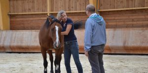 Par l'équicoaching, Qilin  prépare et accompagne l’équipe dans un changement